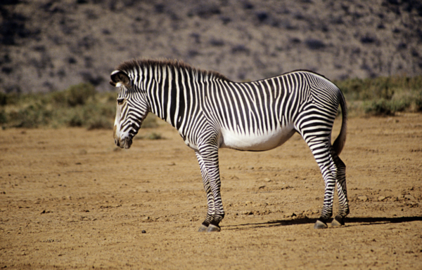 Zebra - Northern kenya